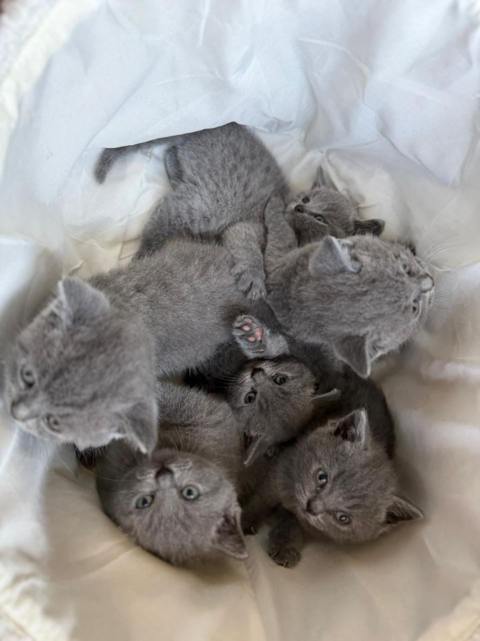Kitten
