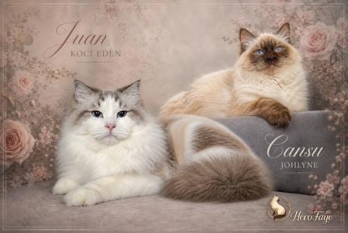 Nestaankondeging ragdoll!