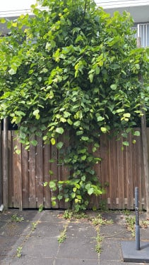 Linde boom