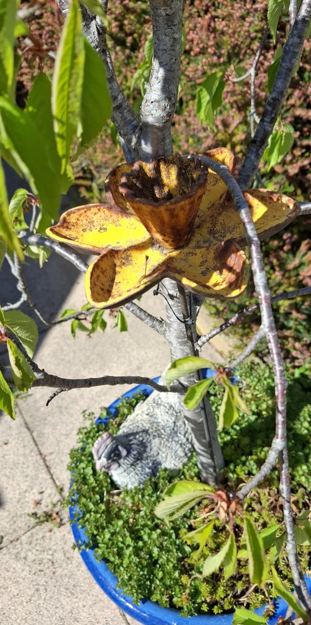 Gezonde Kersenboom ( zoete kers ) in blauwe Aziatische pot