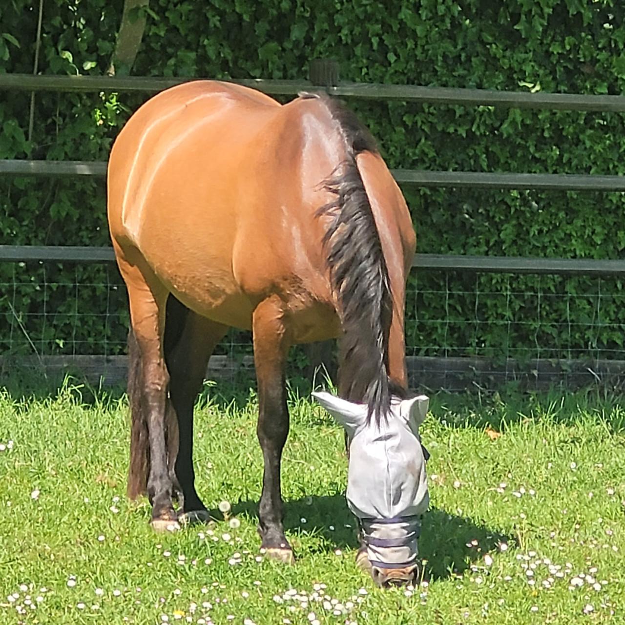 Mooie pre merrie te koop