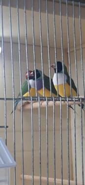 Gouldamadines te koop