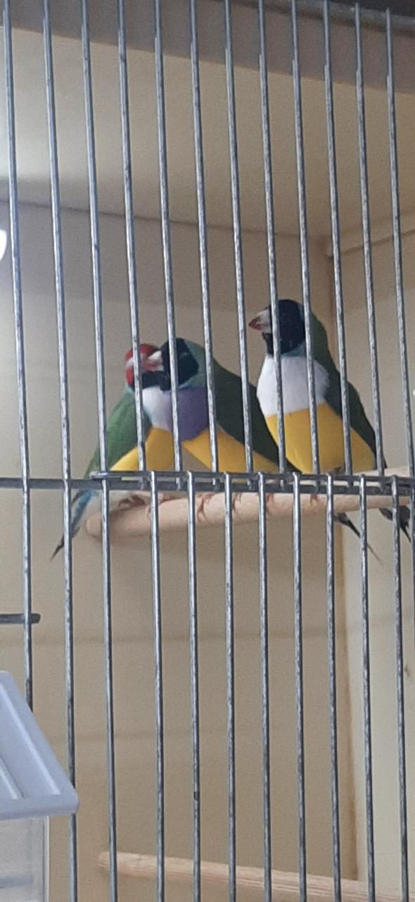 Gouldamadines te koop