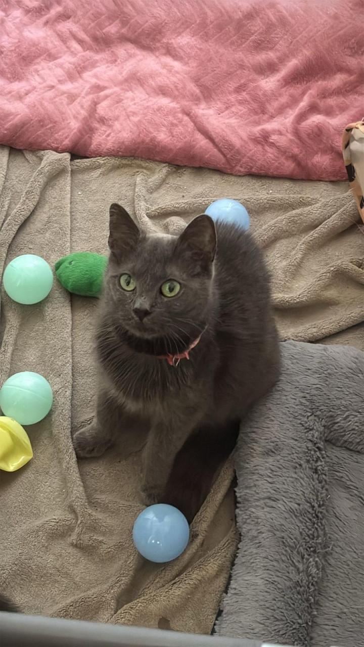 Kittens