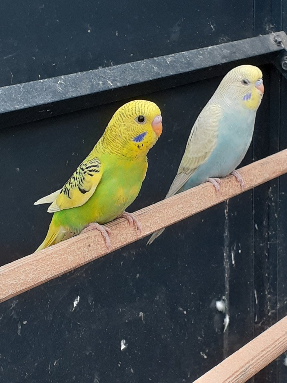 Diverse kleuren jonge grasparkieten.
