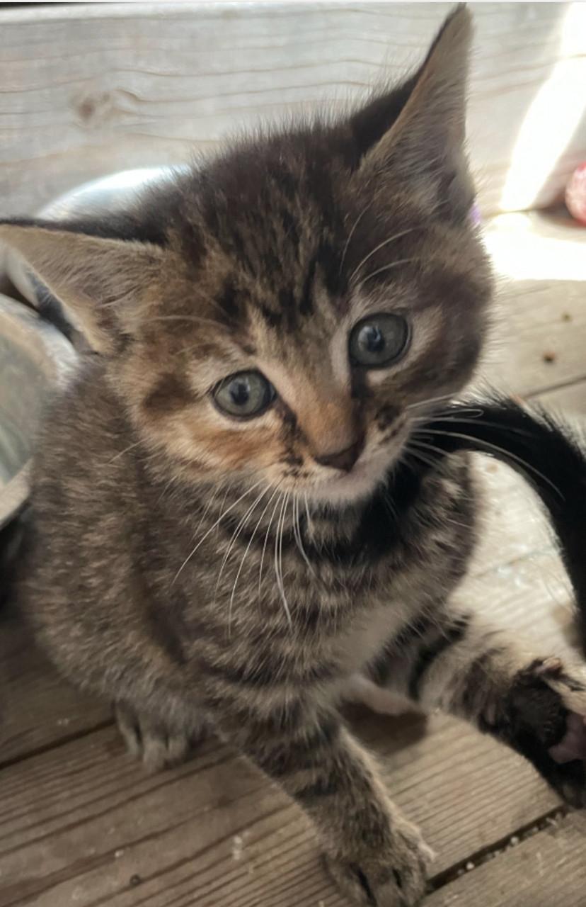 Gereserveerd. Kittens ( nog 1 zwart-witte beschikbaar)