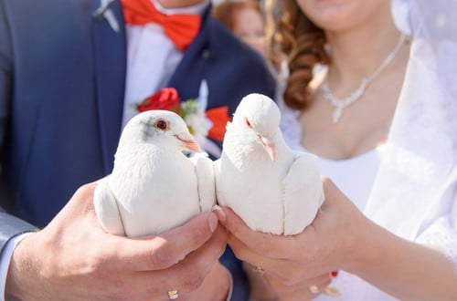 Trouwduiven huren
