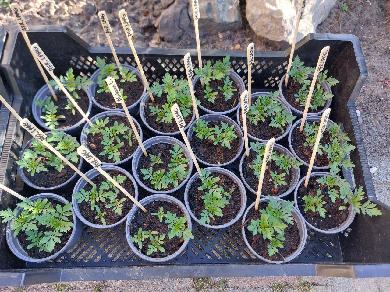 SIERTUIN EN MOESTUIN PLANTEN + BOMEN bij DE VOORDEUR