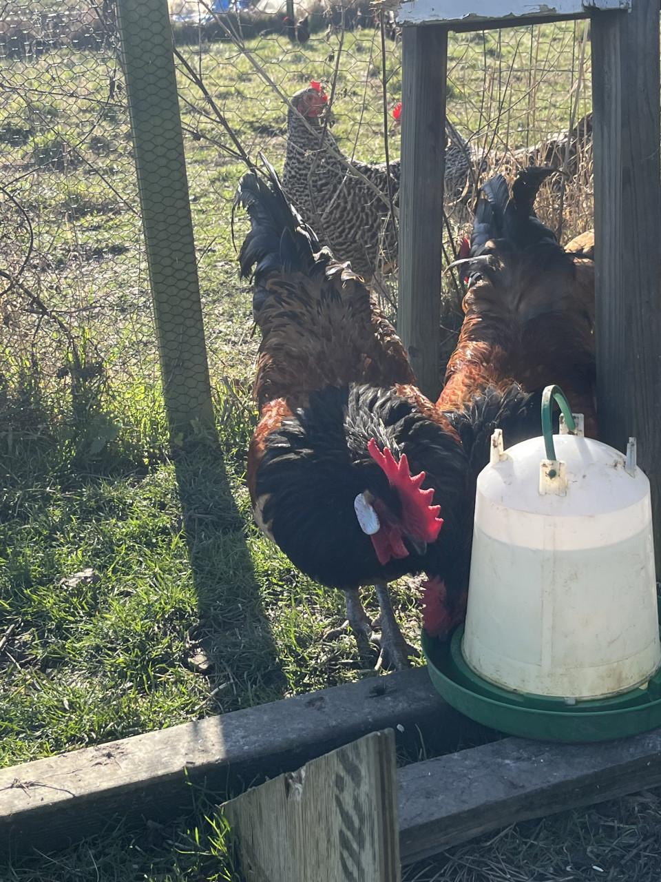 Prachtige vorwerk haan