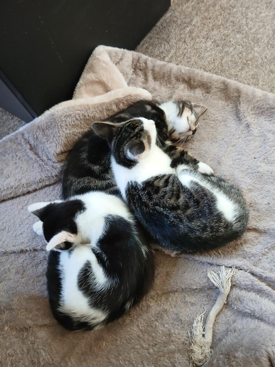 Kittens 24 april 2026