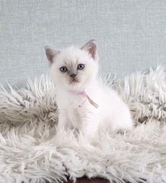 Brits korthaar en langhaar kitten lilac-point