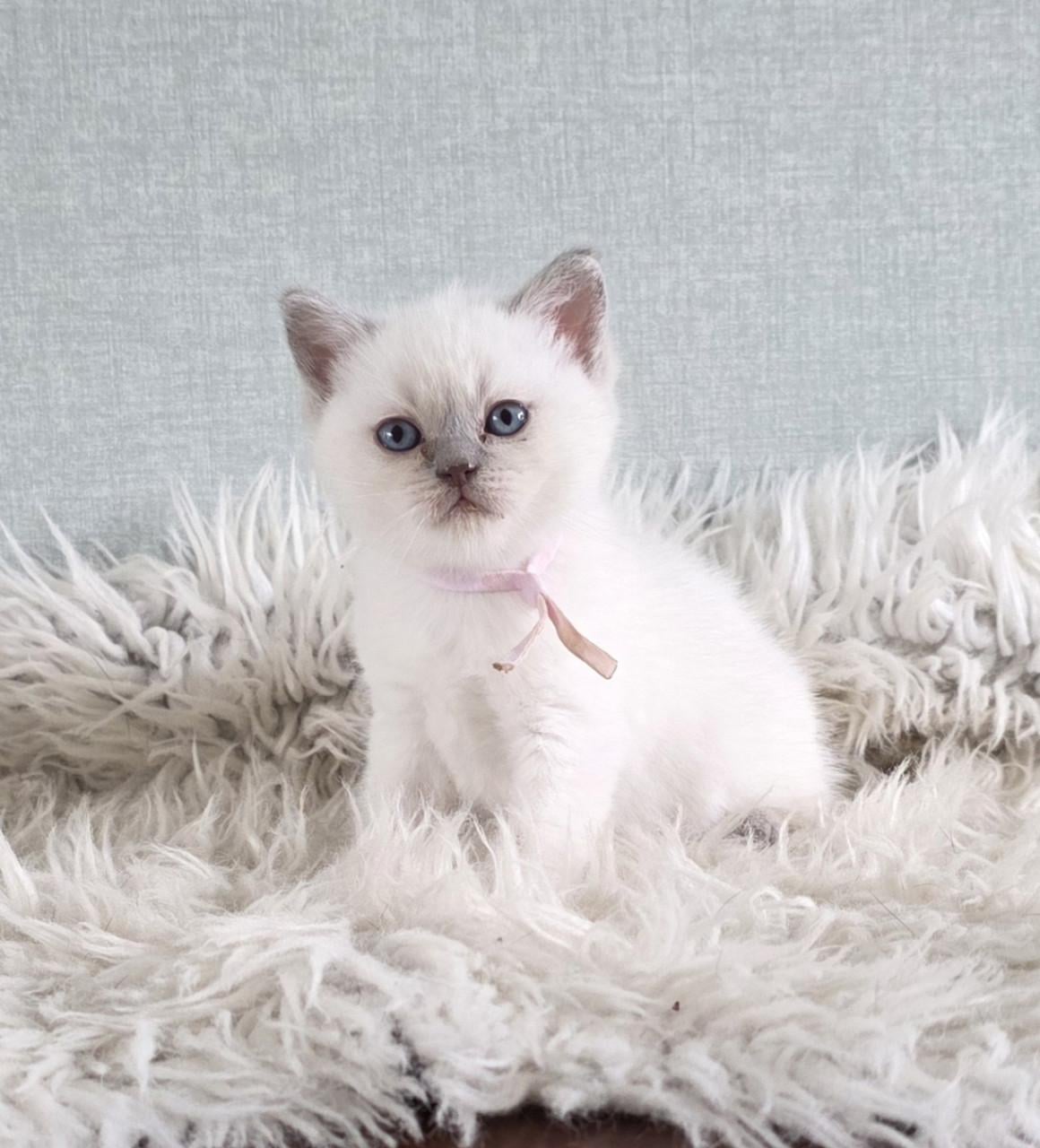 Brits korthaar en langhaar kitten lilac-point