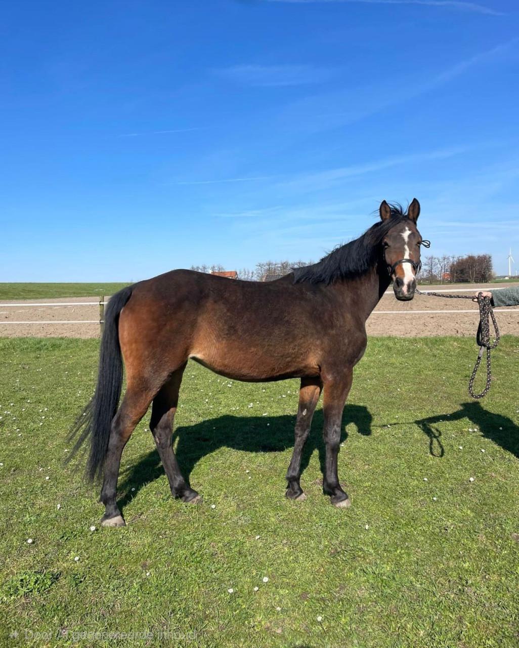 Lieve Welsh pony merrie 9 jaar 1.48 met stamboom
