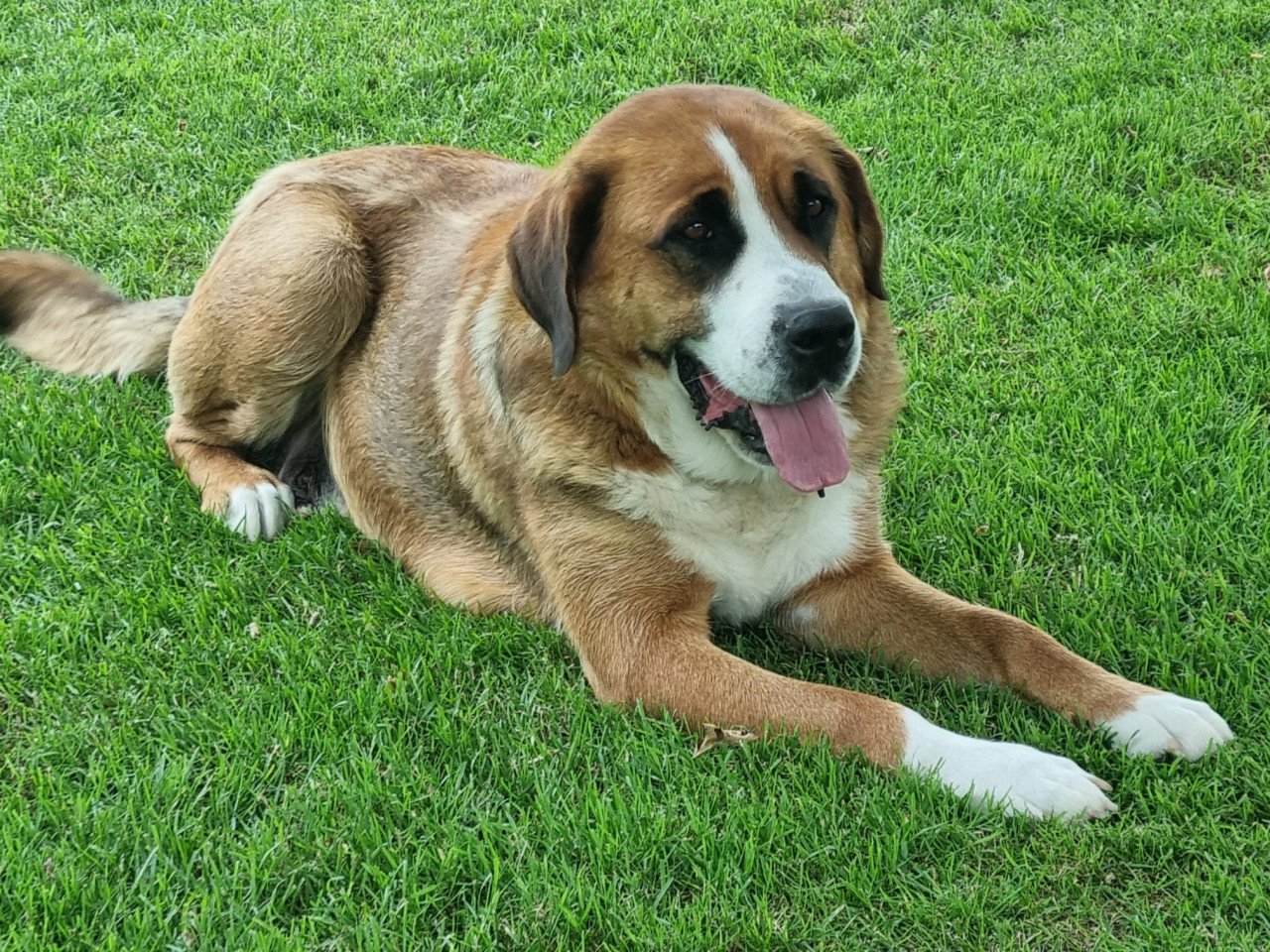 Zwitserse Sennen x Sint Bernard pups
