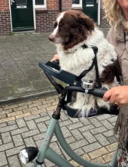 Buddy rider Hondenstoeltje voorop de fiets