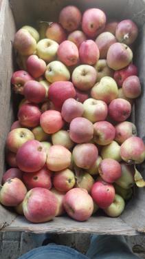 Te Koop zoete ermgaard appels