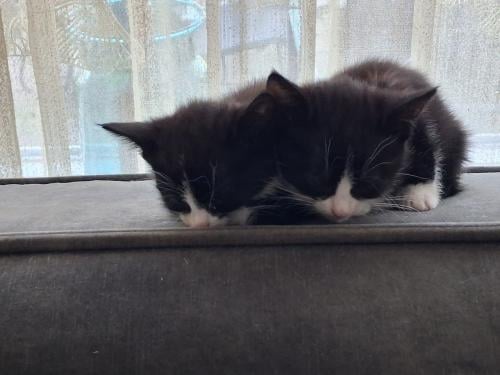 2 kittens zoeken nog een nieuw huisje