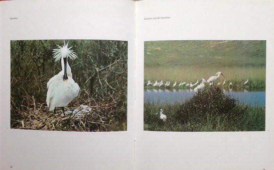 Vogelzang Dr. Jac. P. Thijsse - vintage vogelboek