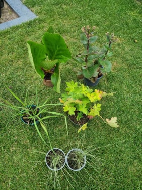 Diverse planten, € 0,50 per stuk