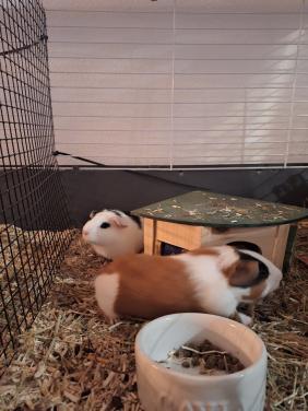 Jonge cavia's