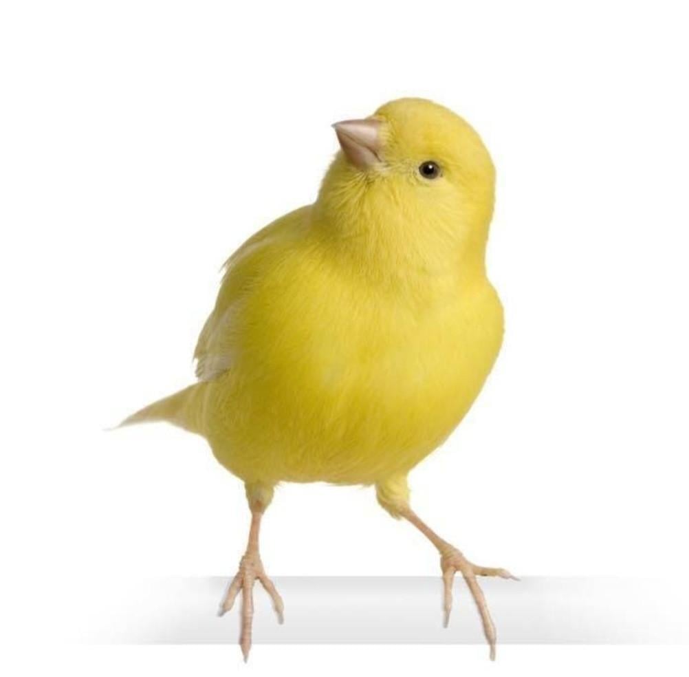Geel kanarie popje