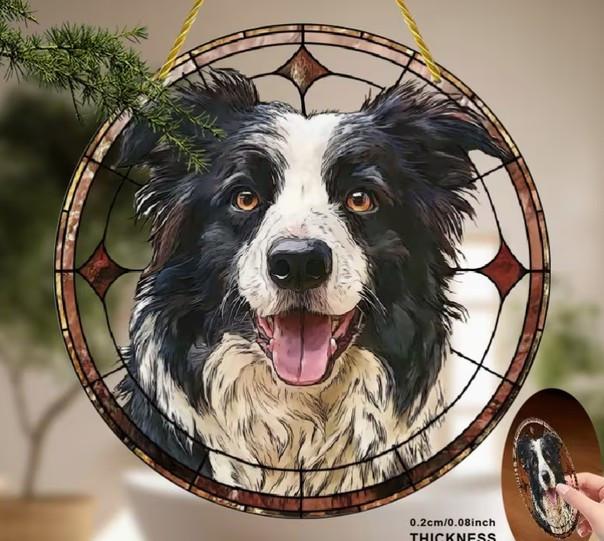 Raamhanger Border collie