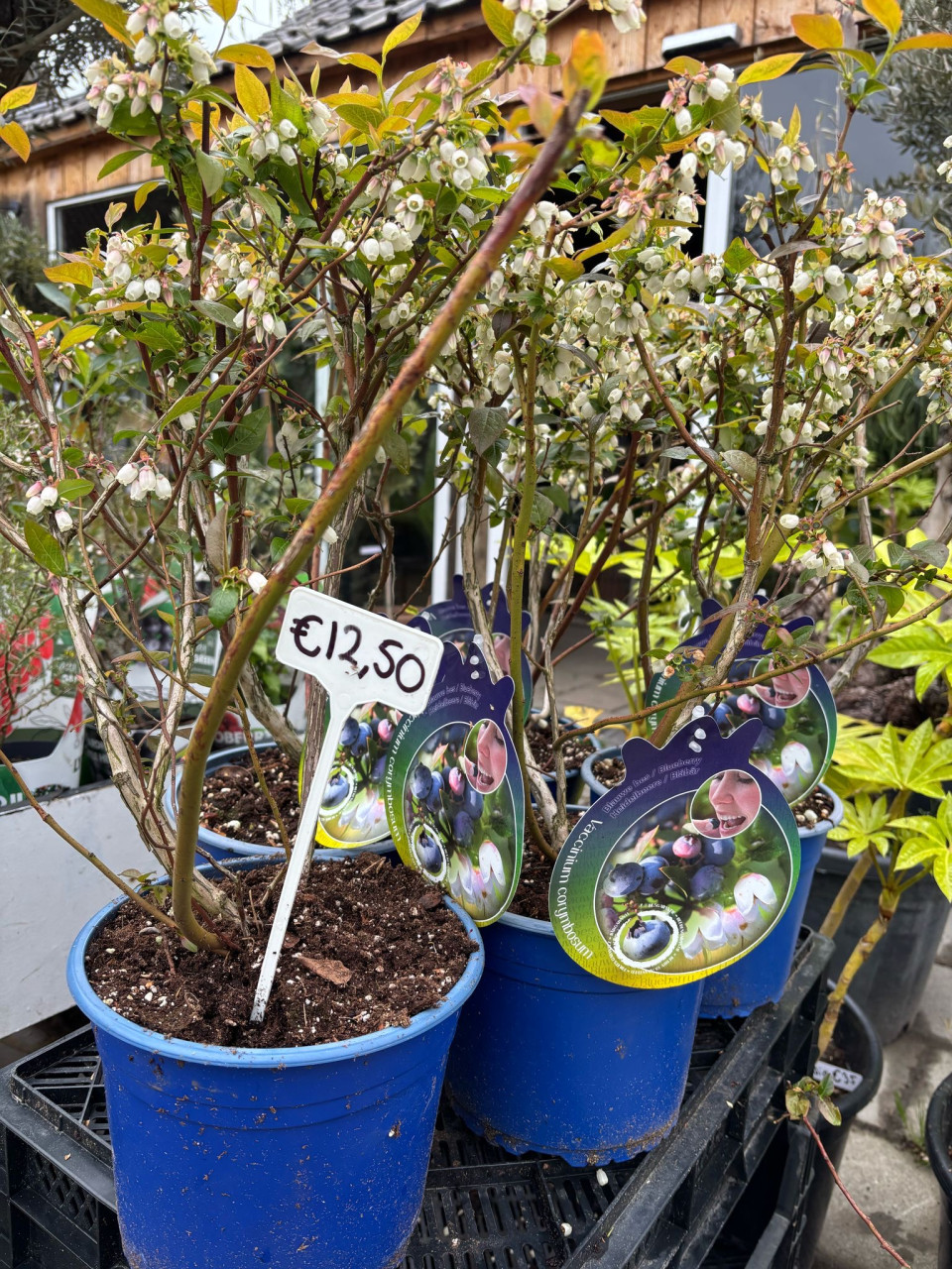 Blauwe bessen struik, vaccinium corymbosum