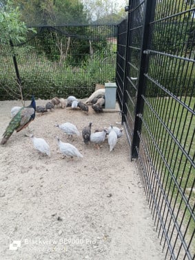 Parelhoen te koop