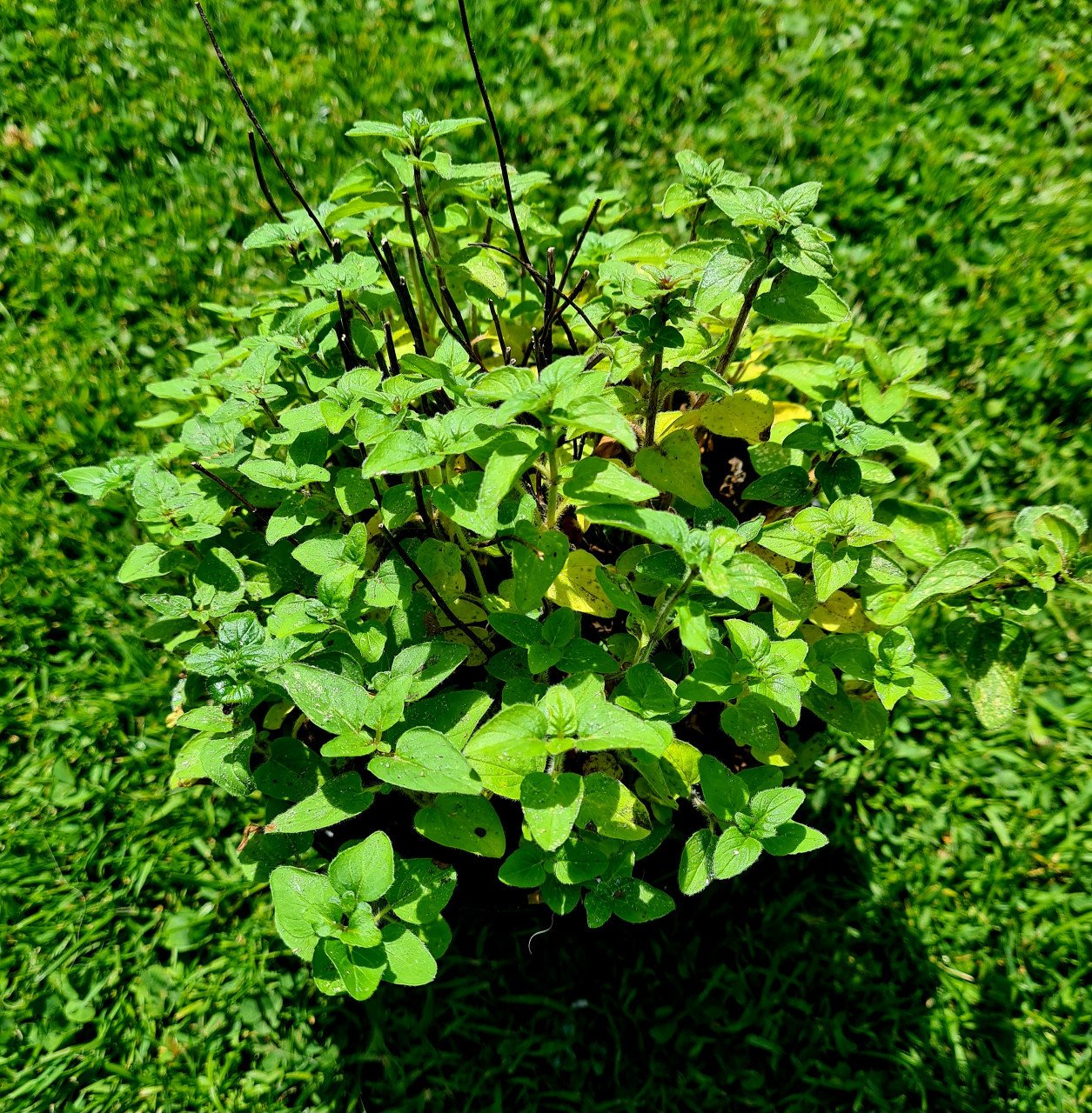 Stekjes Oregano of wilde Marjolein (Origanum Majorana)