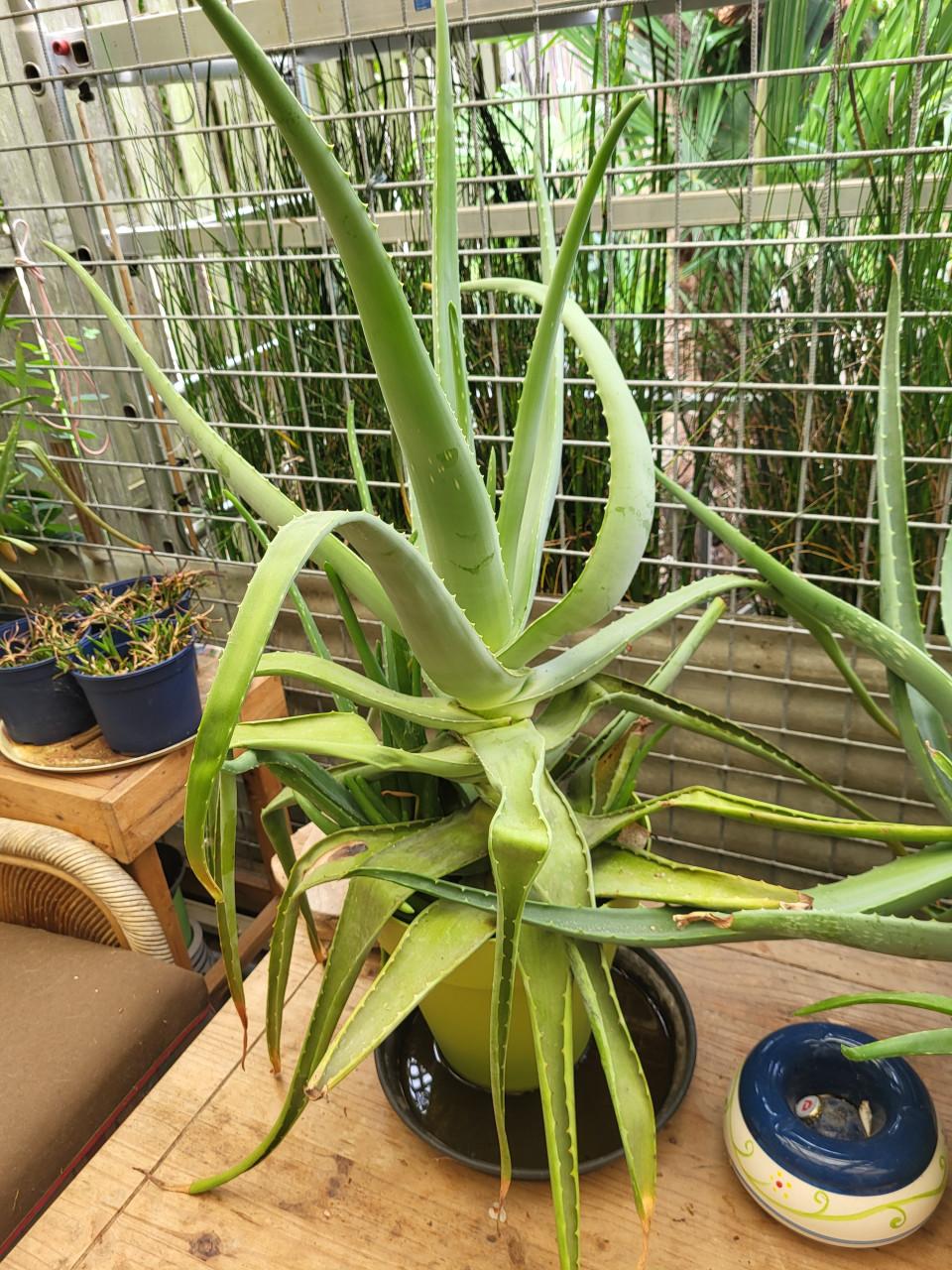Griekse aloevera