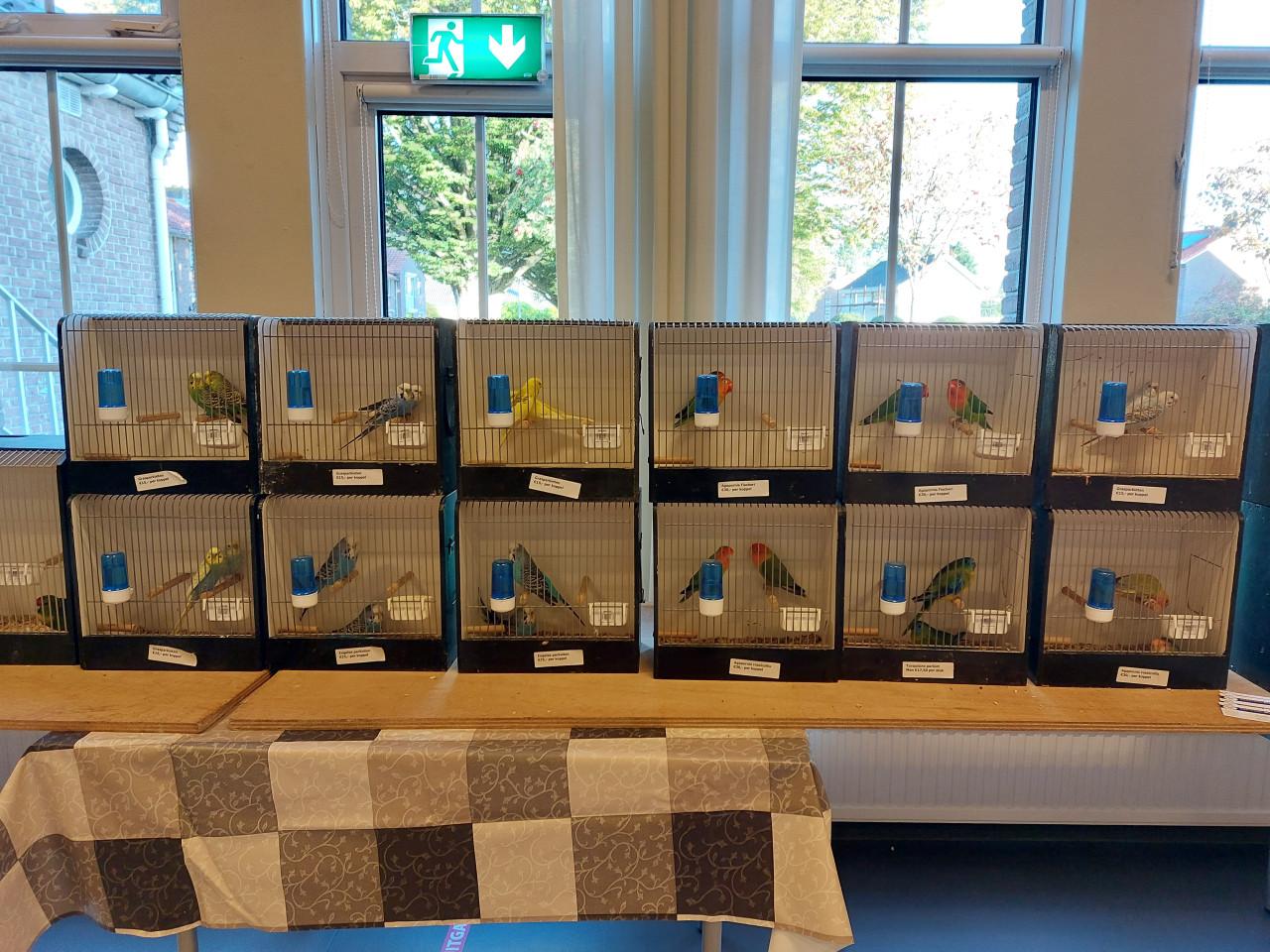 Zaterdagmorgen 11 april vogelbeurs de Vogelvrienden Goes