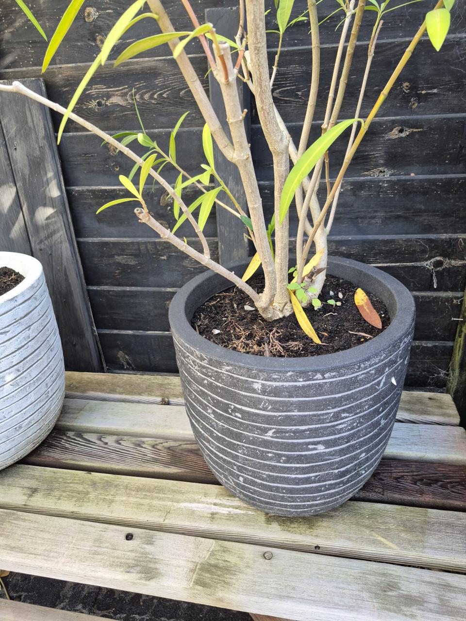 Roze Oleanders in pot