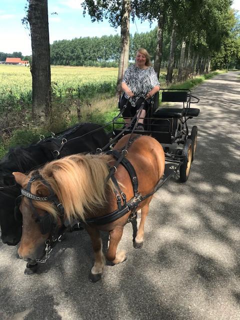 Shetlandpony"s