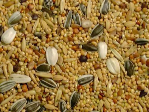 Slaats Valkparkietenzaad 20 kilo € 28,50