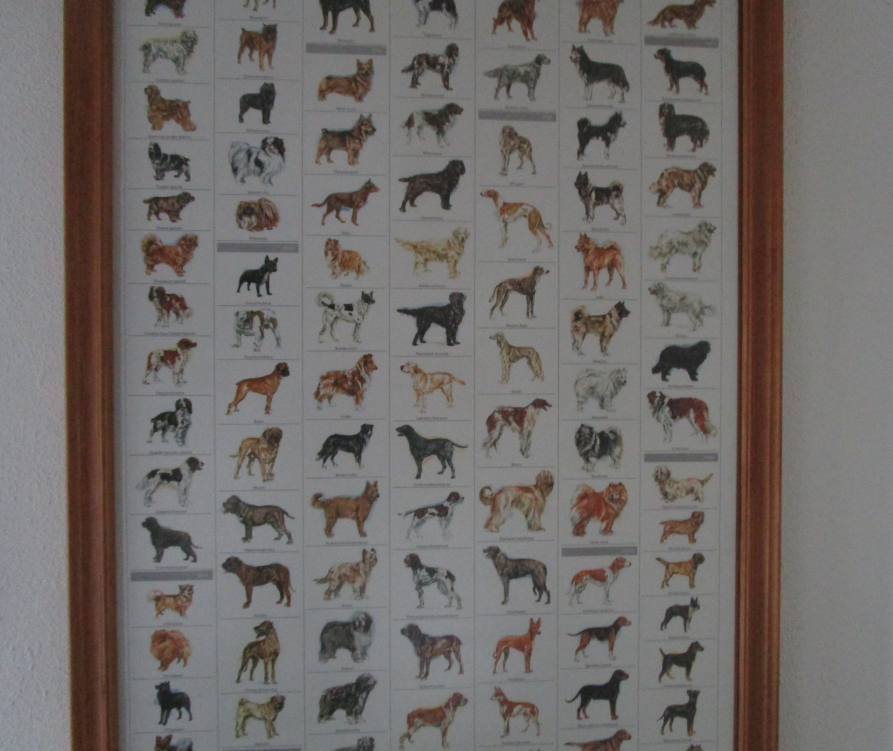 Poster Honden van de wereld in gelijst achter ondspiegeld glas.