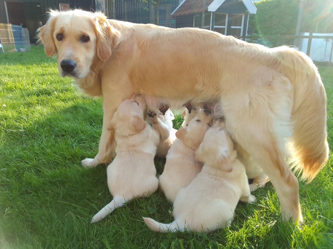 Gezocht dekreu, golden retriever