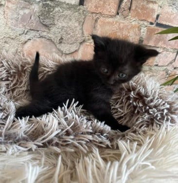 Kittens kitten poes poesjes kat katjes