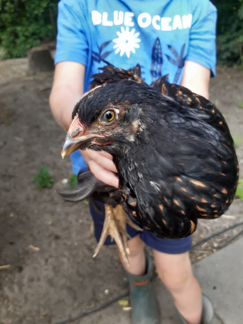 Barnevelder kippen handtam
