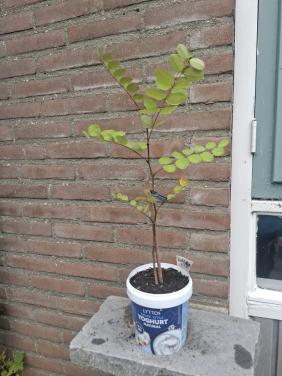 Robinia ( of Valse Acacia)