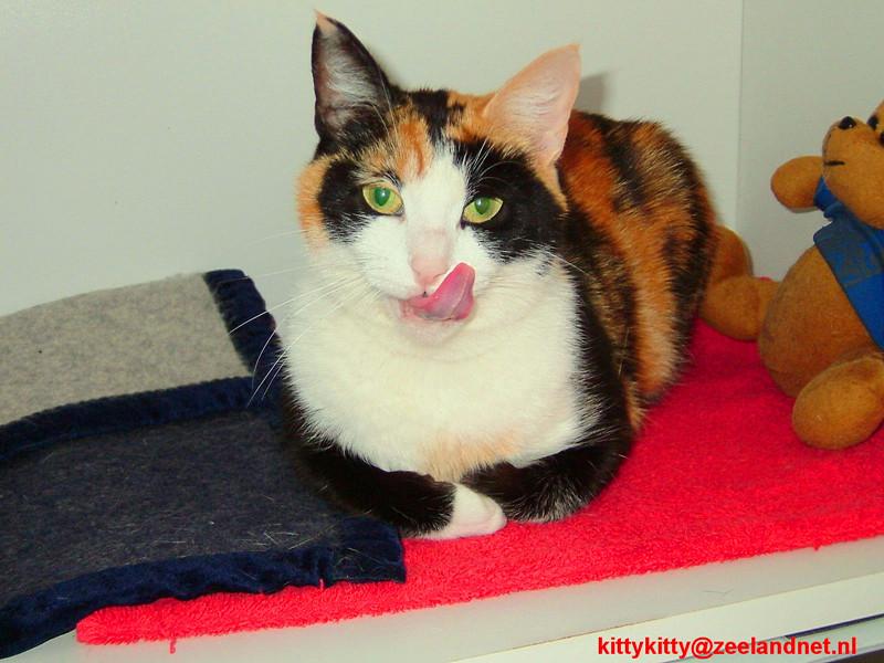 Kattenhotel Kitty Kitty, in Axel