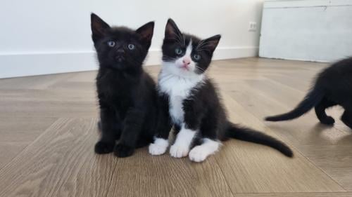 Kittens te koop