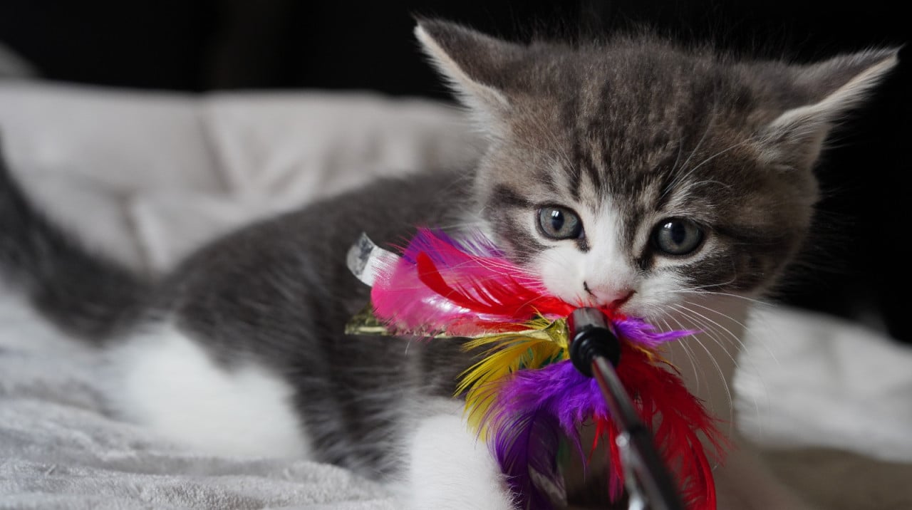 2 ondeugende kittens zoeken nieuw baasje