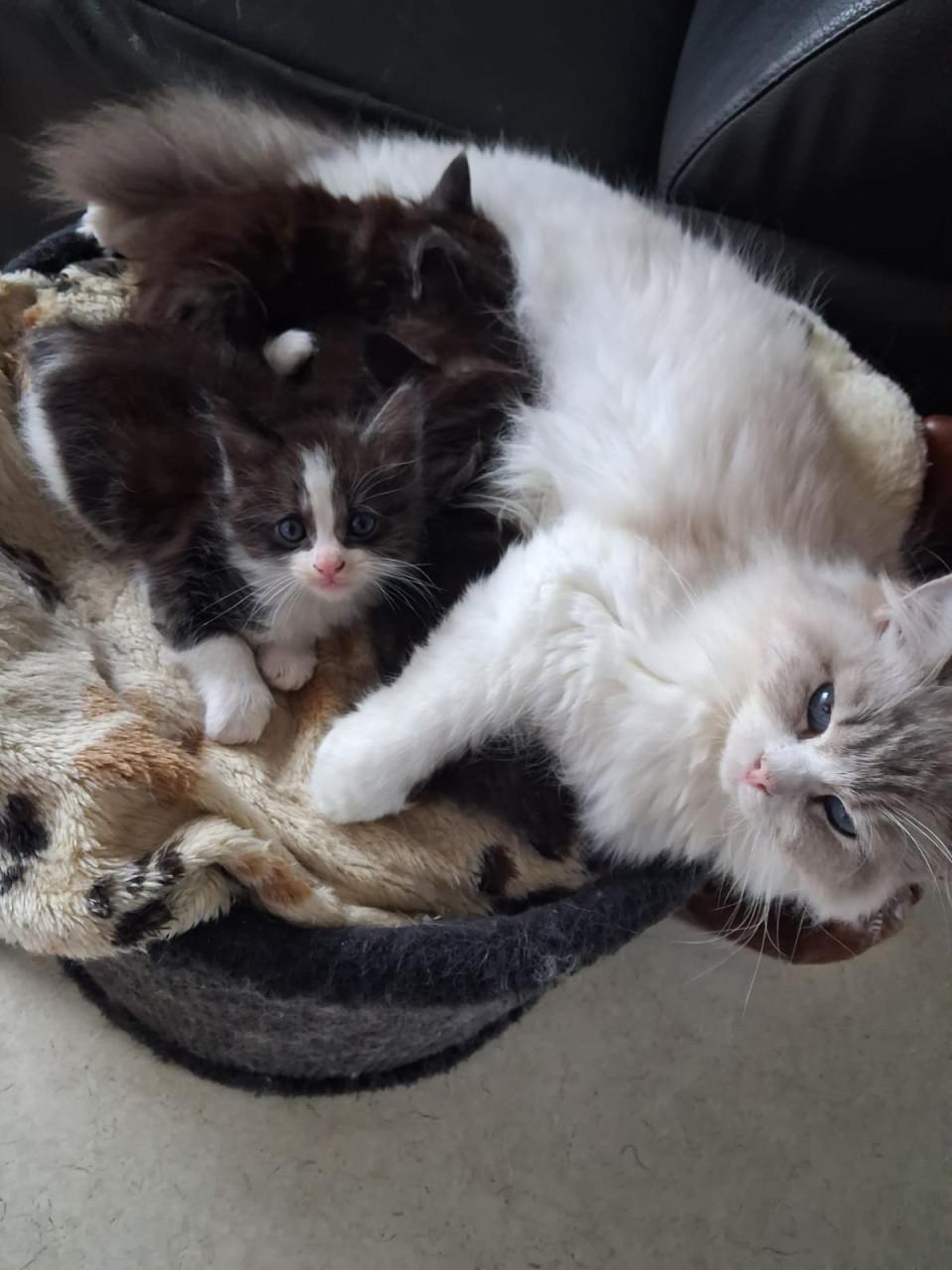 Kittens maincoons en Maincoons/Ragdoll