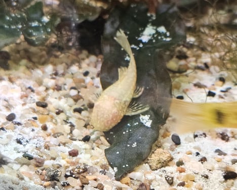 Ancistrus Gold