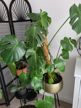 Kamerplanten