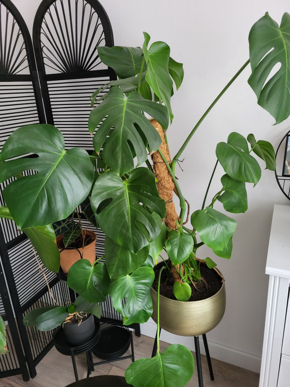 Kamerplanten