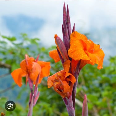 Stek van Canna plant winterhard