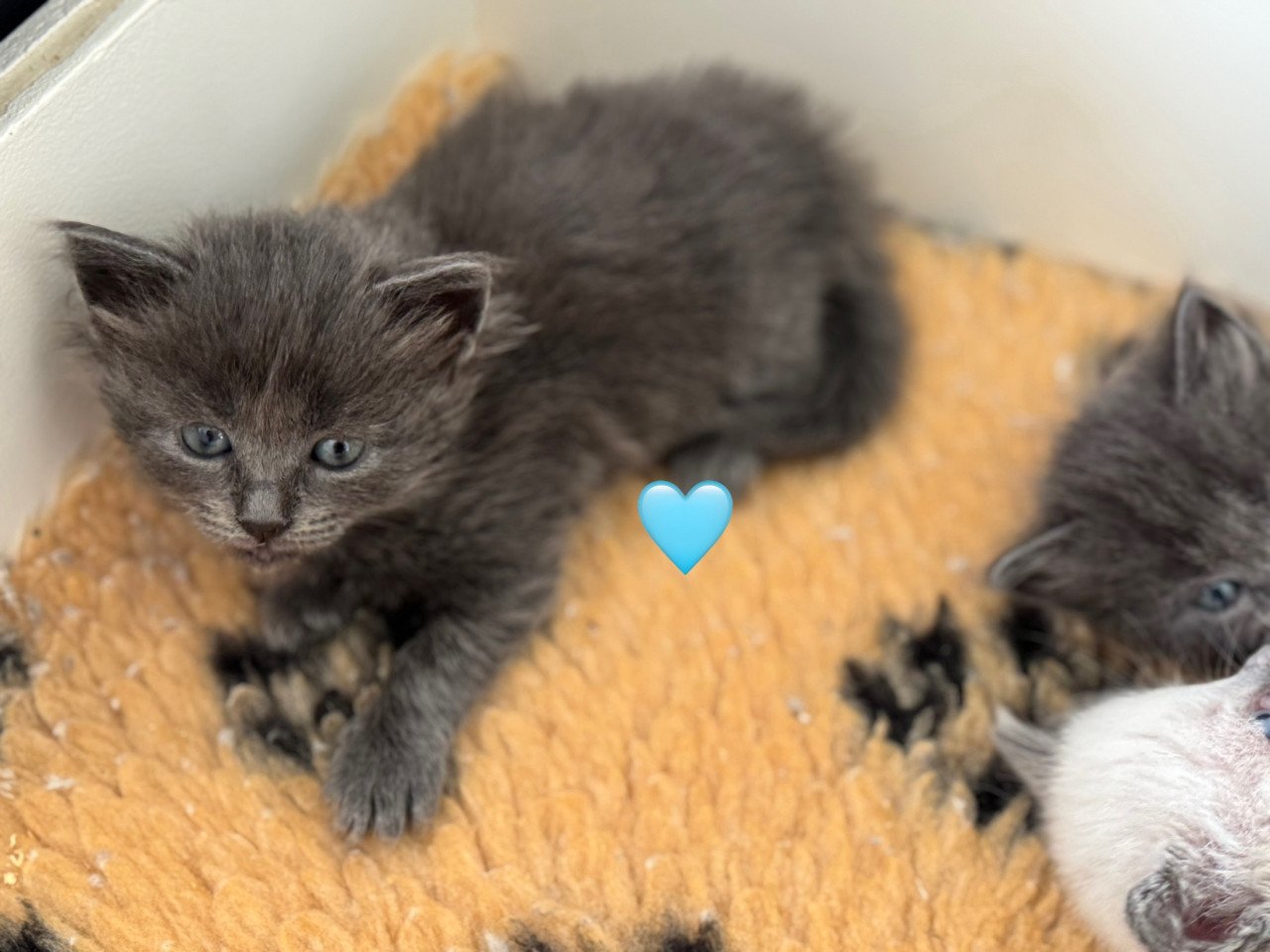 Ragdoll x Nebelung kittens