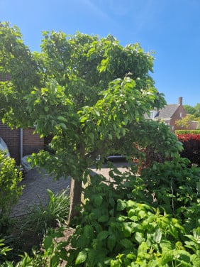 Oude fruitboom perenboom