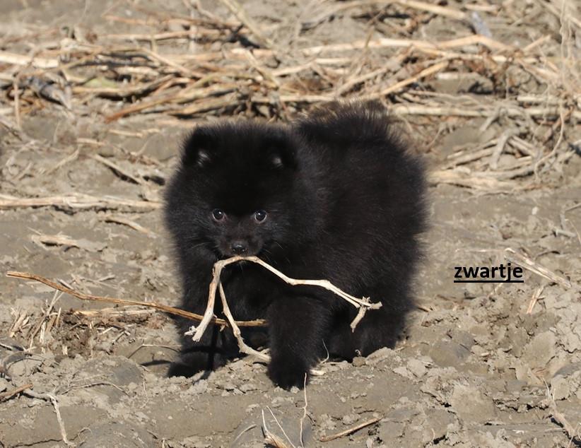 Pomeriaan pups ( teefjes )